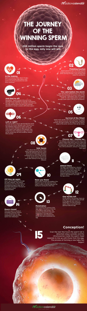 The Journey of the Winning Sperm infographic
